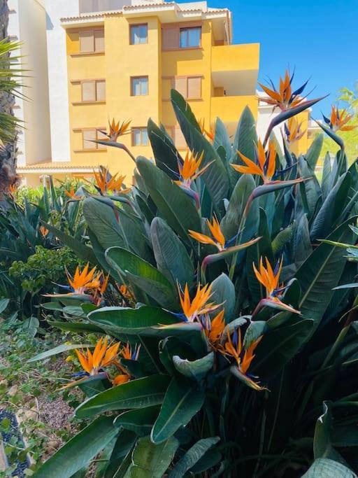Casa De Flores Torrevieja Zewnętrze zdjęcie