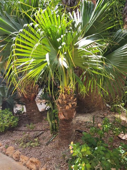 Casa De Flores Torrevieja Zewnętrze zdjęcie