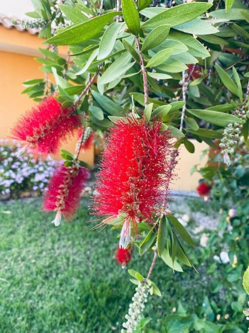 Casa De Flores Torrevieja Zewnętrze zdjęcie